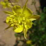 Aqualegia-crisantha-Columbine-yellow-SMALL-FILE