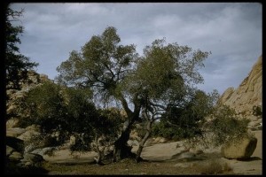 Quercus turbinella; Photo credit: eol.org