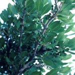 Foresteria pubescens; Photo TexasAMU
