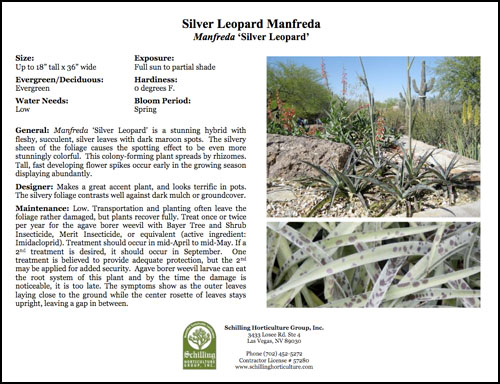 silver leopard manfreda