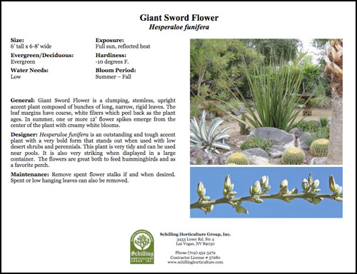 ginat sword flower