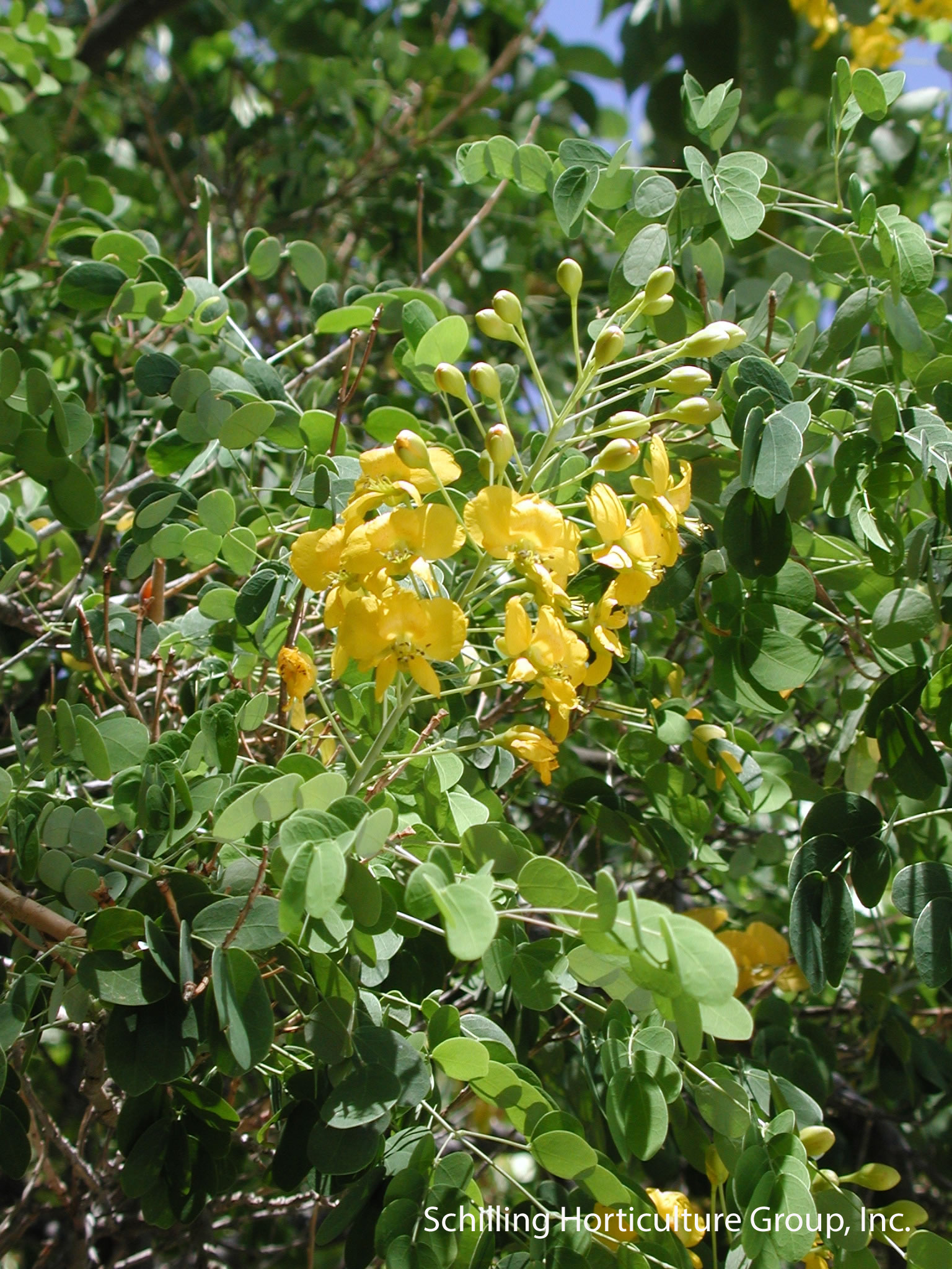 Mexican Bird Of Paradise Sm Shrub Tree Caesalpinia Pulcherrima Yellow 7 Seeds