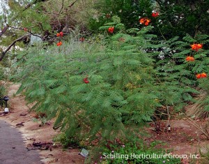 Caesalpinia pulcherrima (Red Bird of Paradise)