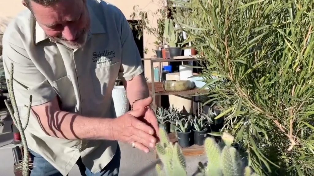 norm schilling of mojave bloom nursery landscaping